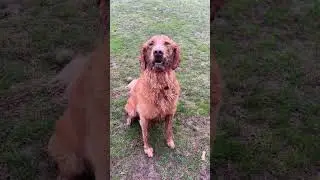 Двухрежимный пёс