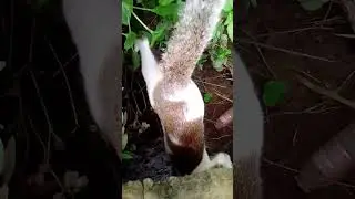 CAT || Instagram viral video 😺