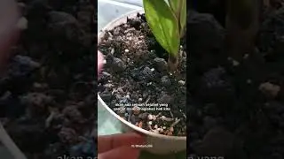 Selalu ada kejutan dibalik kekecawaan