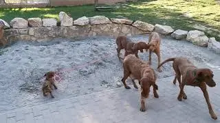 Who's the boss? Its always the dachshund- Zoldmali Puder aged 5 months