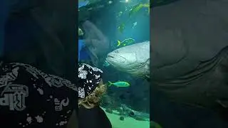 Хотел бы поймать такую рыбу. #океанариум #рыба #video #шортс