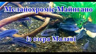 Меланохроміс Майнгано із озера Малаві