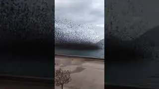 Удивительный зрелище - огромная стая скворцов
