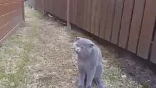 Кот ругается