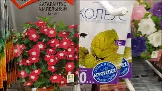 АШАН. КАКИЕ СЕМЕНА ЦВЕТОВ НА 2022Г ПРЕДСТАВЛЕНЫ В АШАНЕ? ДЕШЕВЫЕ СЕМЕНА ЦВЕТОВ В АШАНЕ! /СЕМЕНА 2022