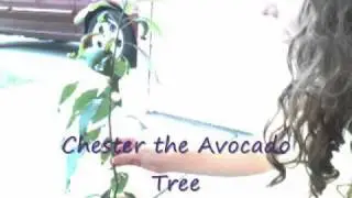 Football, Dexter, Shooting things, and Avocado Trees