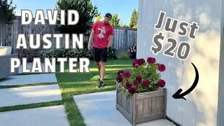 Build this container for your David Austin rose