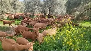 خصك تكون شجاع باش ترعى قطيع ماعز أكثر من 400 راس في وسط أشجار الزيتون