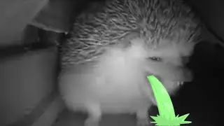 ёжик чихнул и блеванул