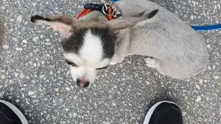 간만에 끙이랑 산책나왔어요 너무 더워서. 산책을 안갔는데 이젠 좀 다녀야겠어요