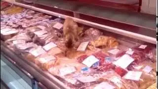 Кошка ест морепродукты в прилавке магазина в аэропорту Владивостока