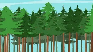 The Role Working Forests Play in Carbon Capture and Storage