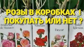 #розы