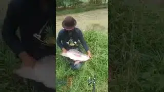 SUGES MEGANG IKAN BESAR !! Angkat kami jadi muridmu pak kumis.. #shorts #fyp