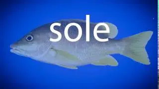 How to pronounce sole