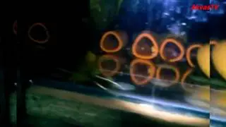 АКВАРИУМНОЕ ХОЗЯЙСТВО - РАЗВОДНЯ (Небольшой обзор)