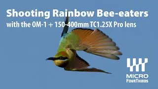 Rainbow Bee-eaters photographed with the OM-1