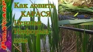 CATCHING CRUCIAN CARP IN REEDS WITH A SECRET TACKLE