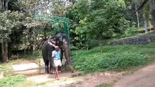 At konni elephant cage 2016(2)