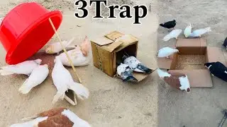 3 Ideas For Birds Trap | How To Make Pigeon Trap |​⁠