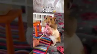 Mr. Teacake Hoovered up the Hamster Safe Cake Pop So Fast 🤭😂 