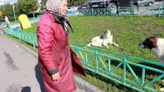 Собака ругается с бабушкой