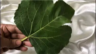 It lowers blood sugar immediately. Boil the leaves and drink a liquid and you will be grateful.