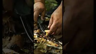 Hobbies of Millions of People. Dish IN THE FOREST! 