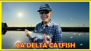 CATFISH California Delta