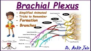 Brachial plexus / Anatomy / Simplified - Roots, Trunks, Divisions,  Cords and Branches/ in hindi