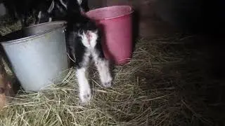 Весна и новый приплод. Семеро козлов.