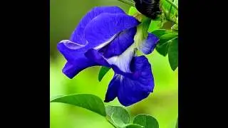 КЛИТОРИЯ  (CLITORIA)  сем. Бобовые