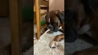 Джина ждёт, когда Тайсон уснёт😁