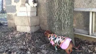 Cats and dog