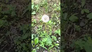 Как сохранить ОДУВАНЧИК на долгое время 🌱Проверенный лайфхак.Видео состоит из двух частей 🌱#цветы