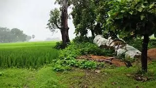 বৃষ্টিভেজা সকালের দৃশ্য 😍