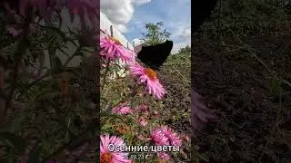 Осенние цветы
