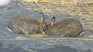 Rabbits on an island on the Terek River in Vladikavkaz