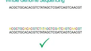 What is Whole Genome Sequencing?