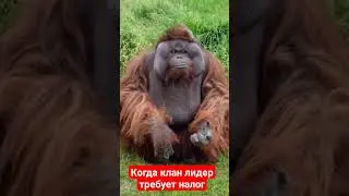 Виртуальные поборы 
