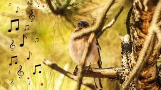Зяблик / Сhaffinch / Common chaffinch.