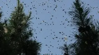 В какое время дня выходят рои