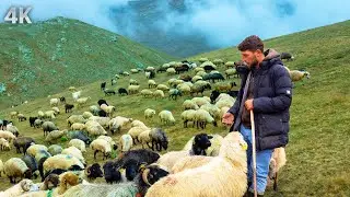 A Lone Shepherd Above the Clouds - Life on a Deserted Mountain | Documentary