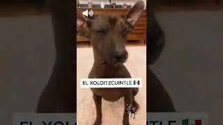 🇲🇽 Wait until the end to meet Draco 😍 