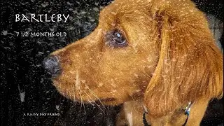 Rain, Rain, Go Away