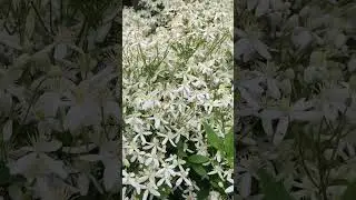 Цветущая красота 