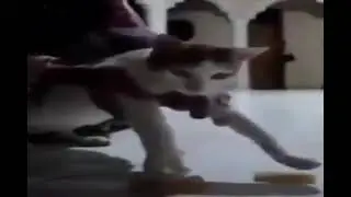 who knew cats could fly?