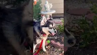 Pomsky Nova in the garden late summer