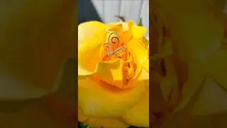 #кольцо #кольцобабочка #inessaliexpress #aliexpress #jewelry #бижутерияaliexpress