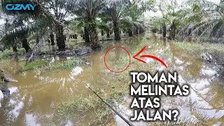PAPA DAN MAMA TOMAN MELINTAS